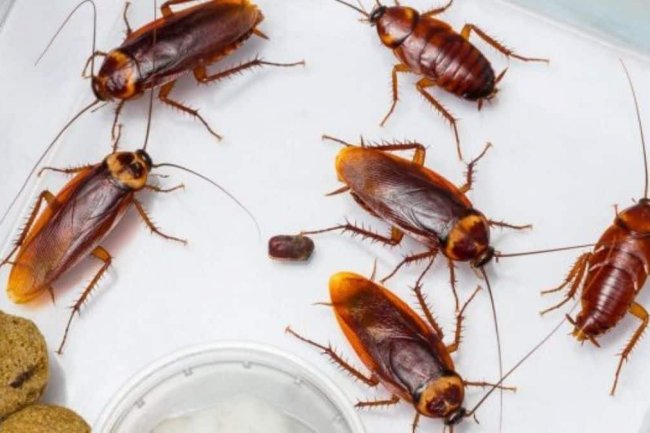 Cafards et Fourmis : Découvrez l'Odeur Naturelle qui les Fait Fuir à Jamais !